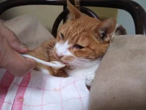 口内炎がかなり進んでいる・・・・・・。そっと見守ろうと・・・・・。 口内炎がかなり進んでいる・・・・・・。そっと見守ろうと・・・・・。
