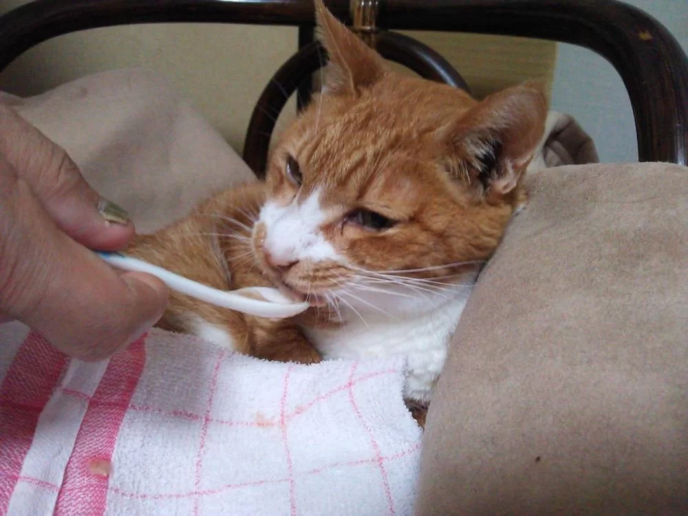 口内炎がかなり進んでいる・・・・・・。そっと見守ろうと・・・・・。