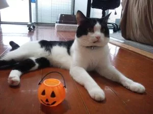 あの、悍ましい事件以来のＩＮ！！