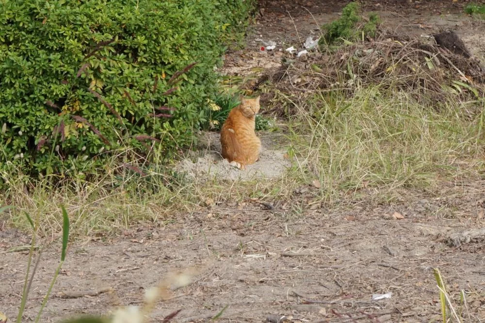 名城公園 猫 名城公園 猫