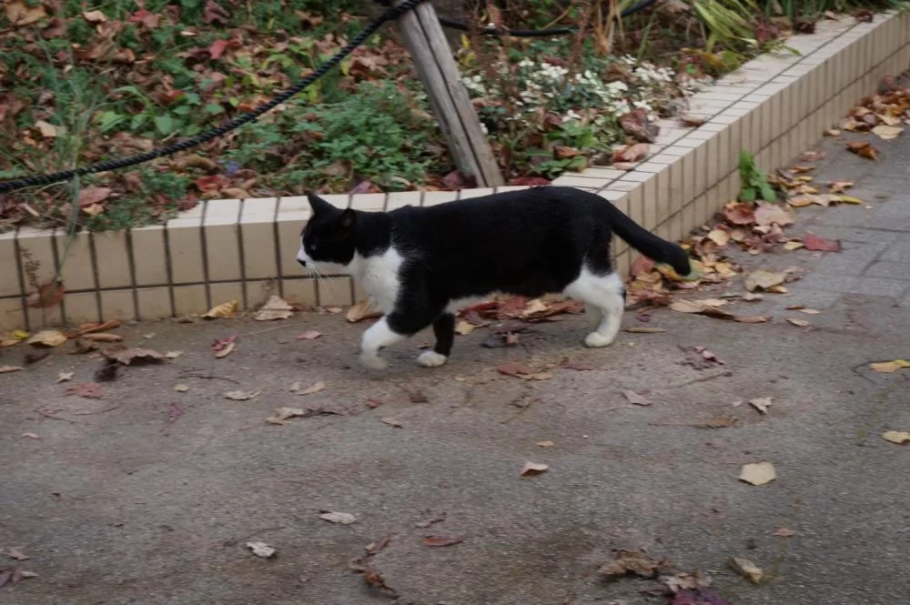 名城公園 猫 名城公園 猫