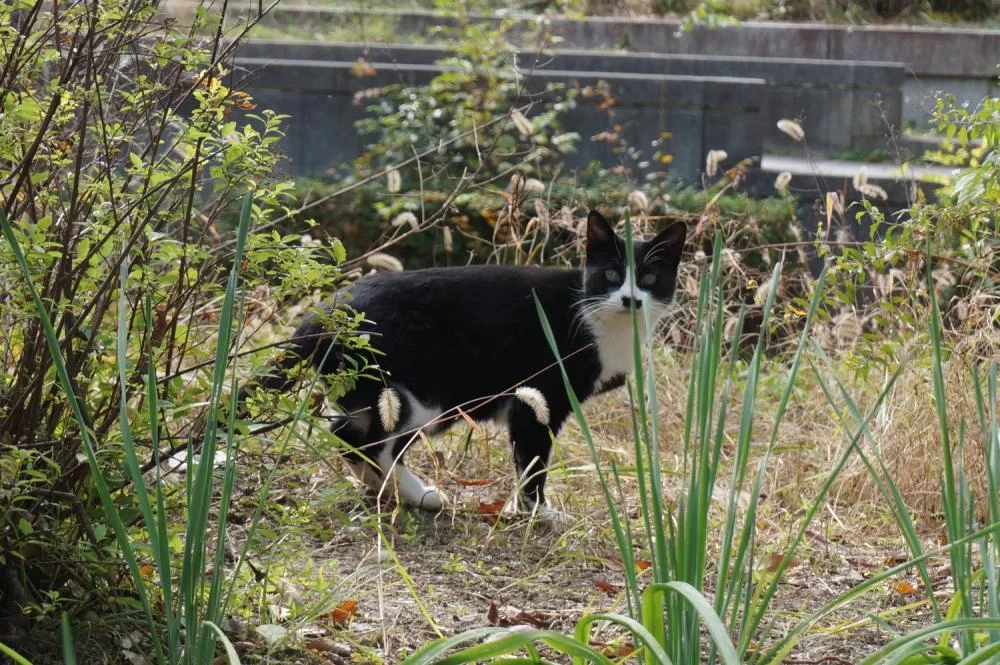 名城公園 猫 名城公園 猫