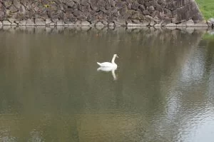 名古屋城 鳥