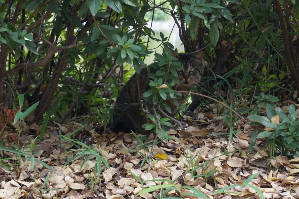 名城公園 猫 名城公園 猫