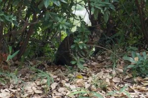 名城公園 猫