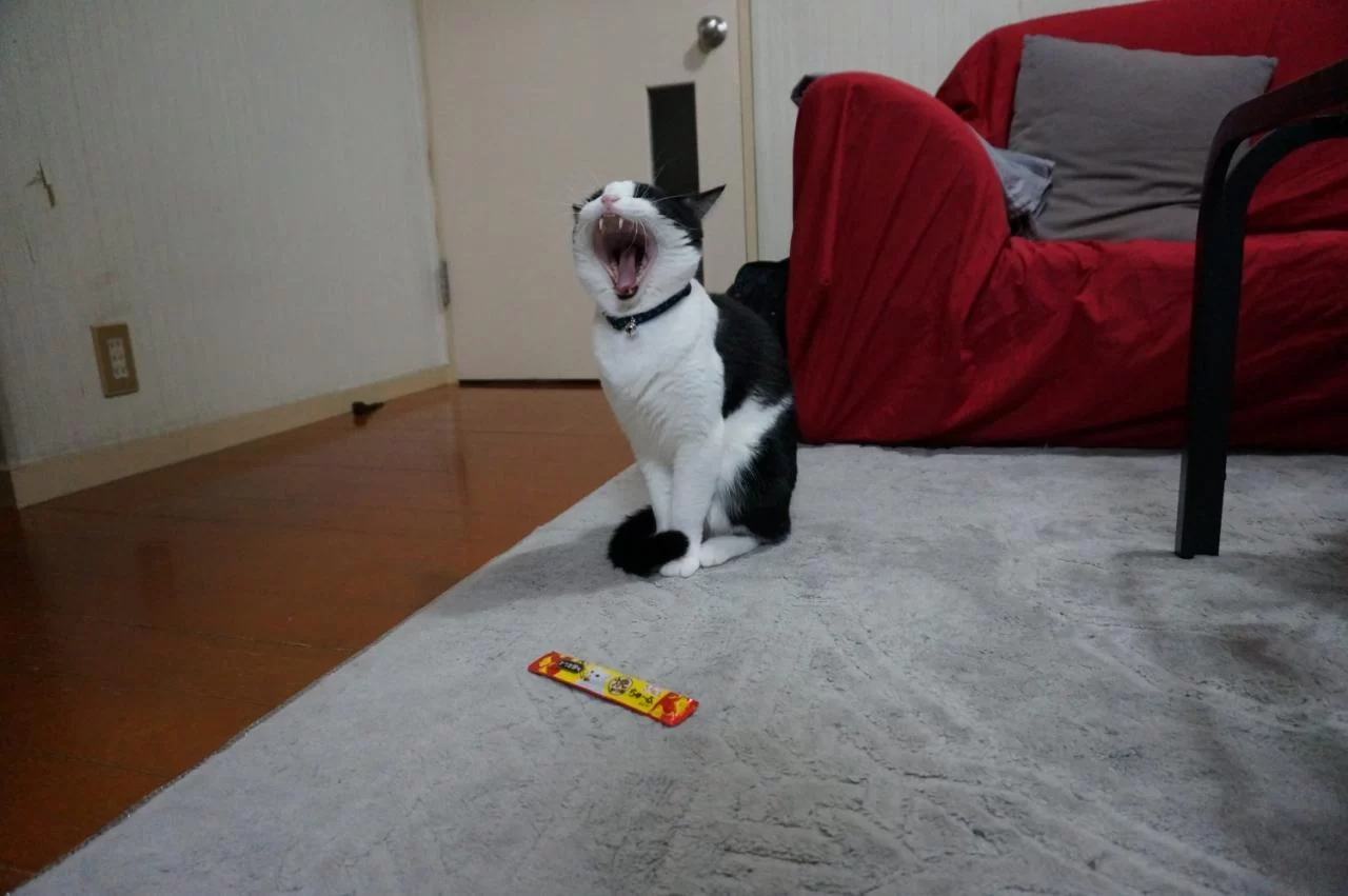モモの写真