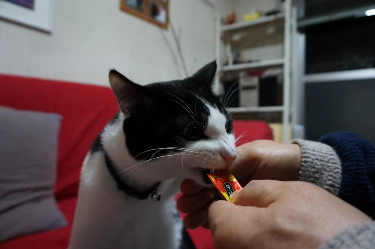 モモの写真