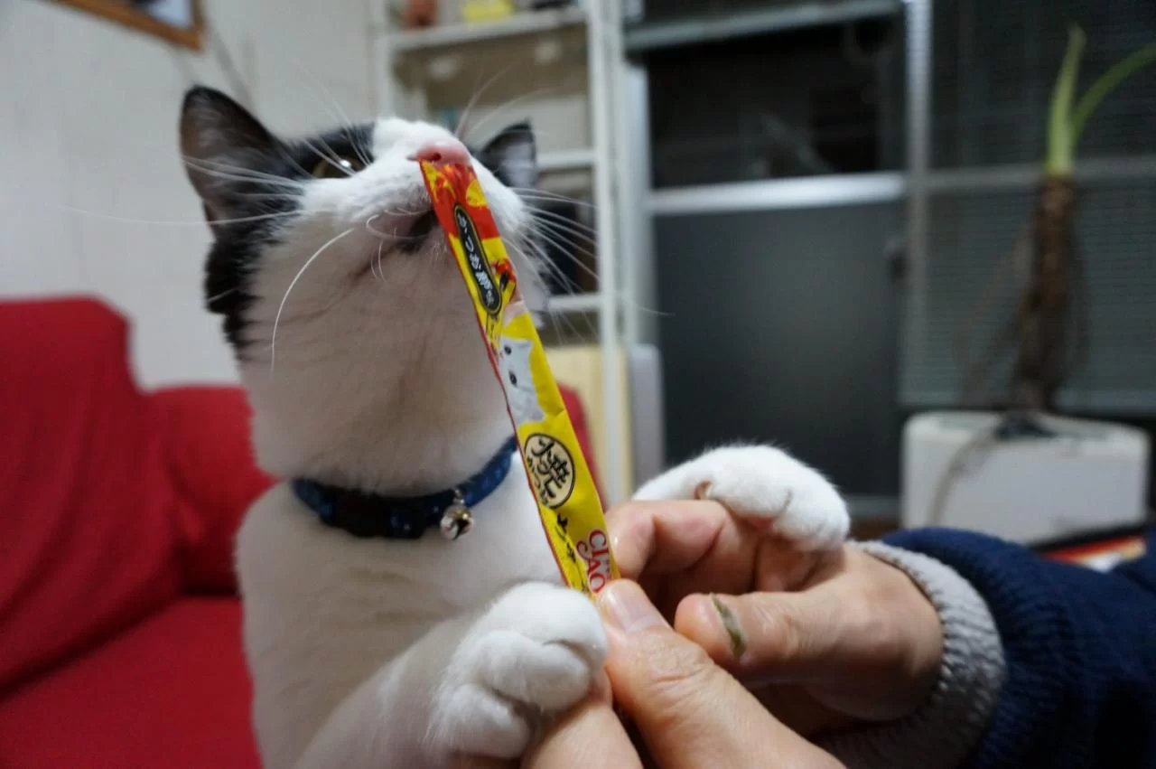 モモの写真