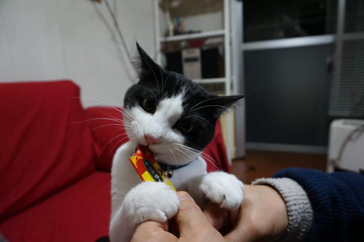 モモの写真