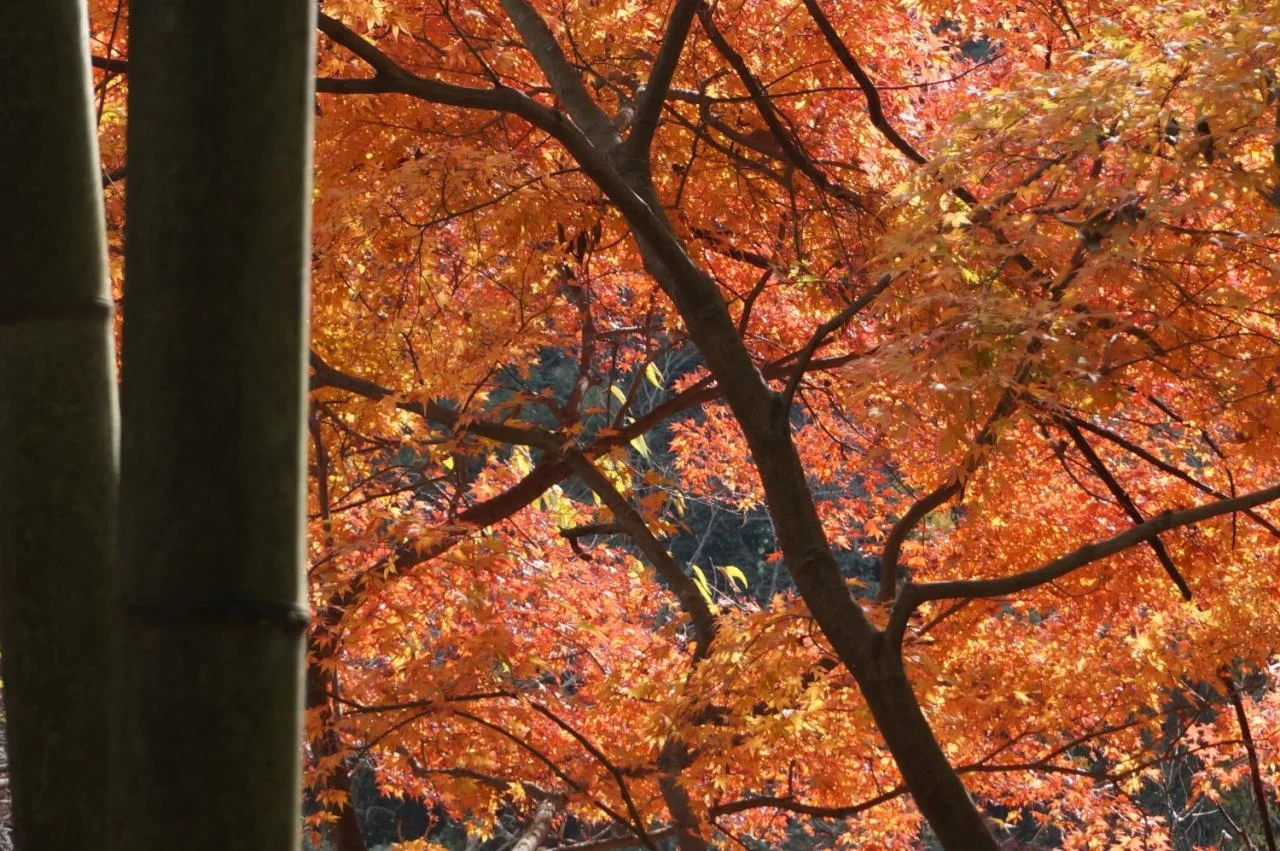 旧国鉄中央線、愛岐トンネルの紅葉がすばらしい。|Ordinary Life