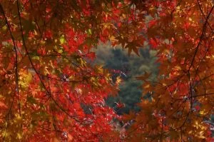 青天の霹靂、突然の訃報!! 青天の霹靂、突然の訃報!!