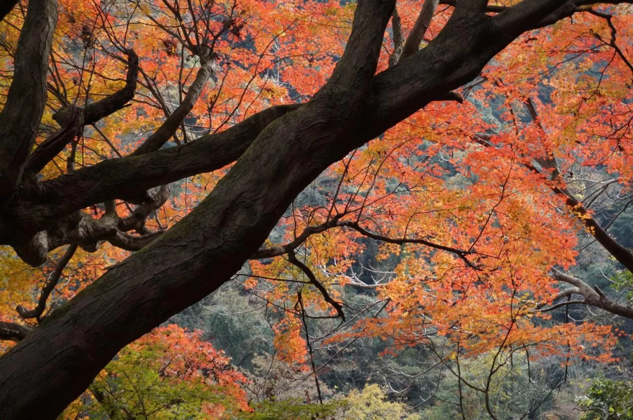 旧国鉄中央線、愛岐トンネルの紅葉がすばらしい。|Ordinary Life