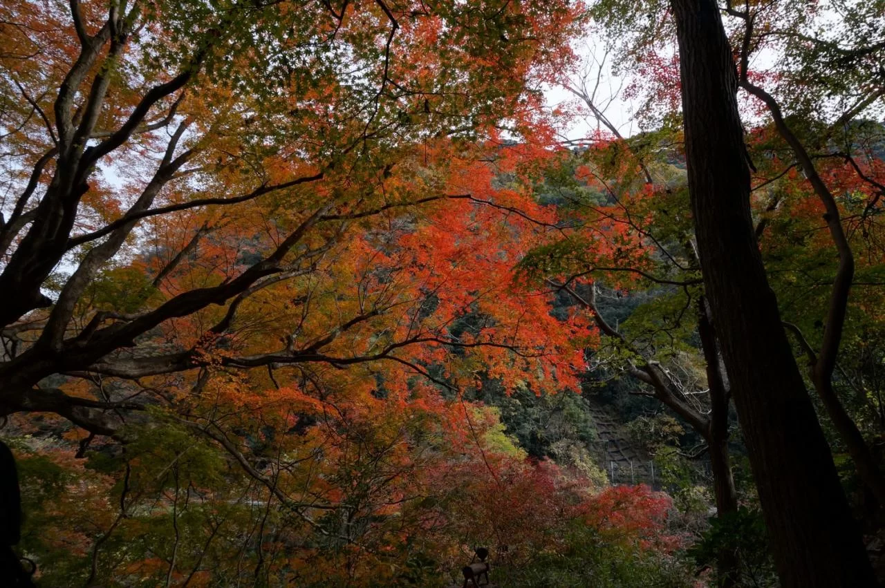 旧国鉄中央線、愛岐トンネルの紅葉がすばらしい。|Ordinary Life