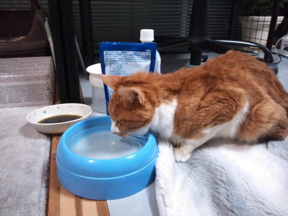 ササヘルス、もっと早くから使えばよかった・・・・