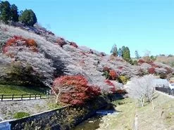 今年の紅葉に四季桜はどうですか？|Ordinary Life