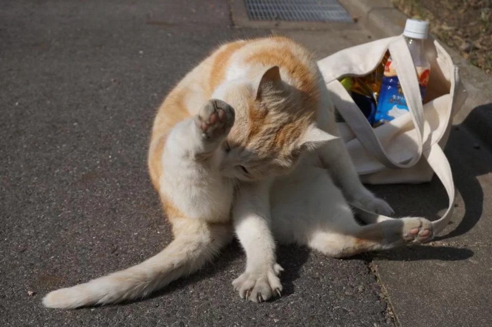２．２２　😺　にゃんにゃん、にゃん！！|Ordinary Life