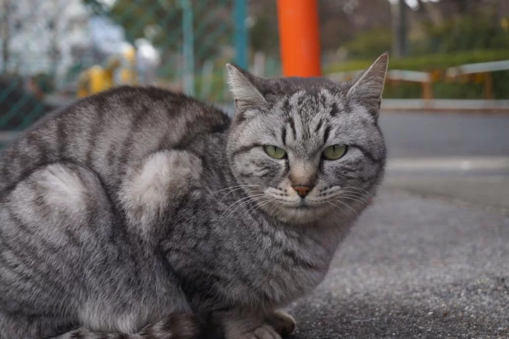 ２．２２　😺　にゃんにゃん、にゃん！！|Ordinary Life