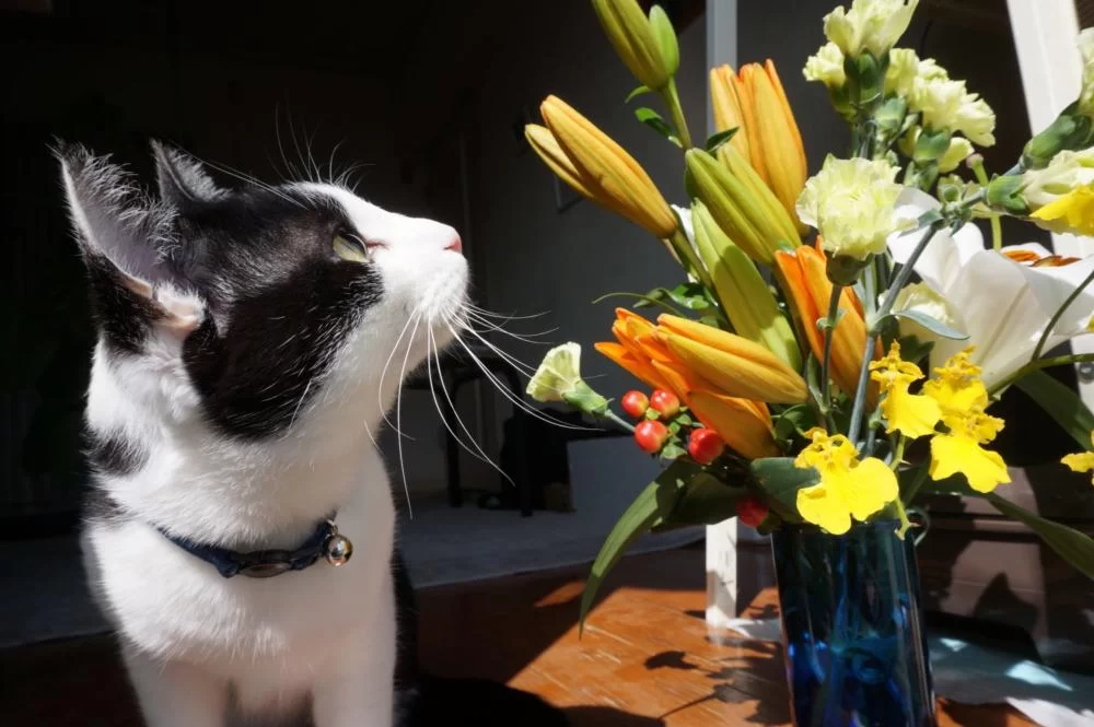 猫は住環境が変わると慣れるまでに・・・・