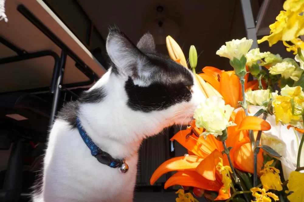 猫に、ユリの花は死に至る！！