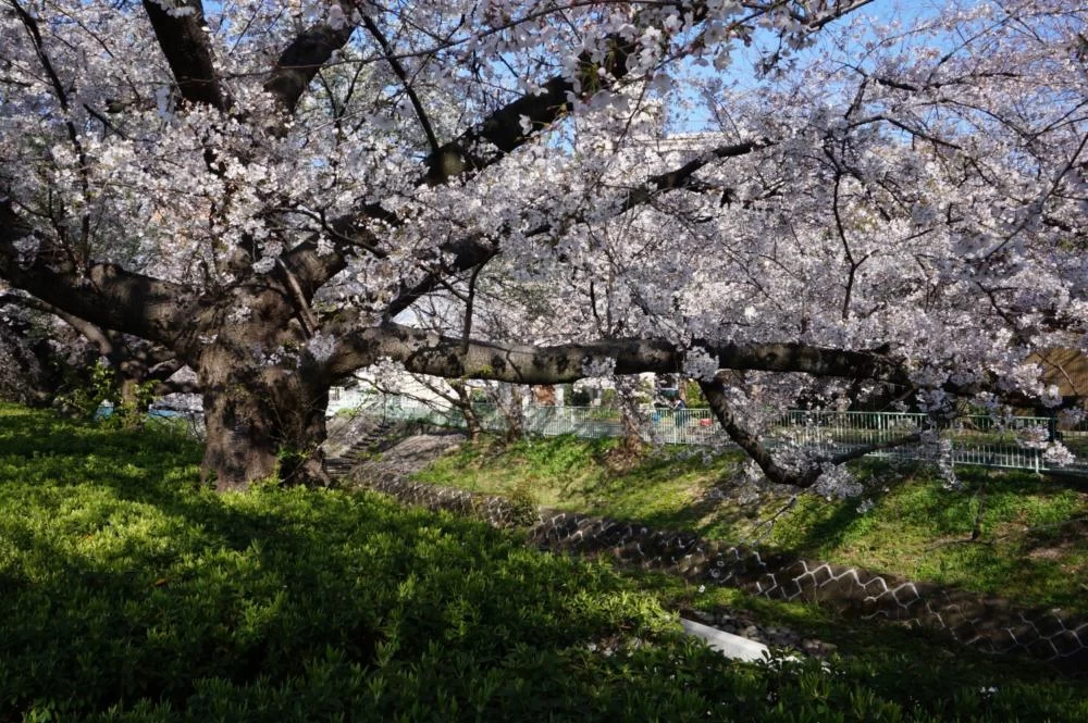 視差効果で見る桜の写真