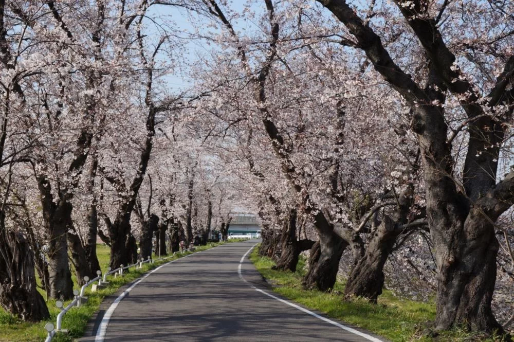 【桜】名古屋市西区の『蛇池公園』へ行ってきました|Ordinary Life 【桜】名古屋市西区の『蛇池公園』へ行ってきました|Ordinary Life
