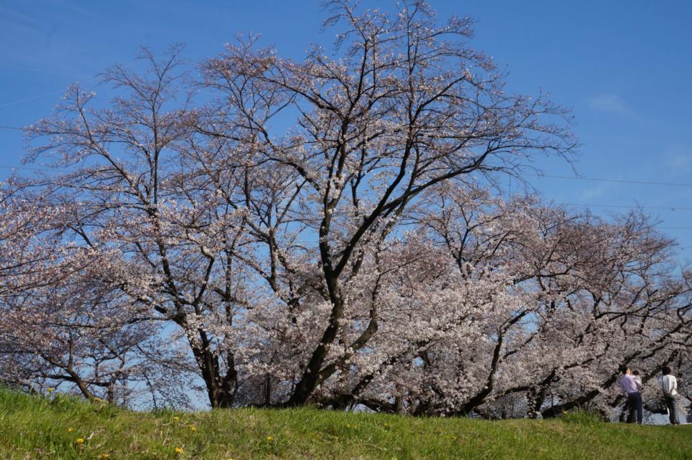 【桜】名古屋市西区の『蛇池公園』へ行ってきました|Ordinary Life
