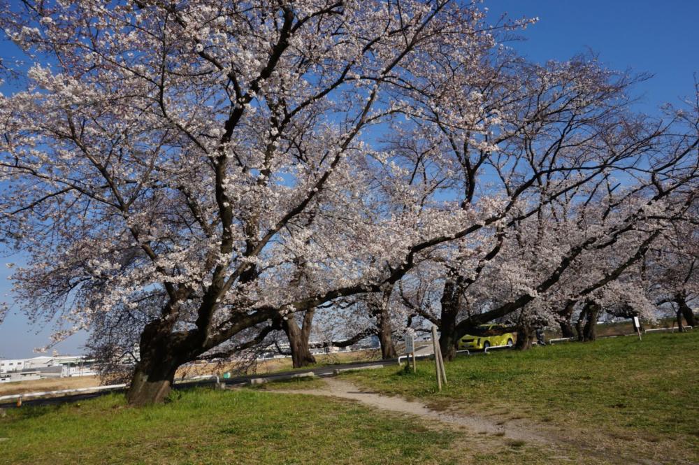 【桜】名古屋市西区の『蛇池公園』へ行ってきました|Ordinary Life