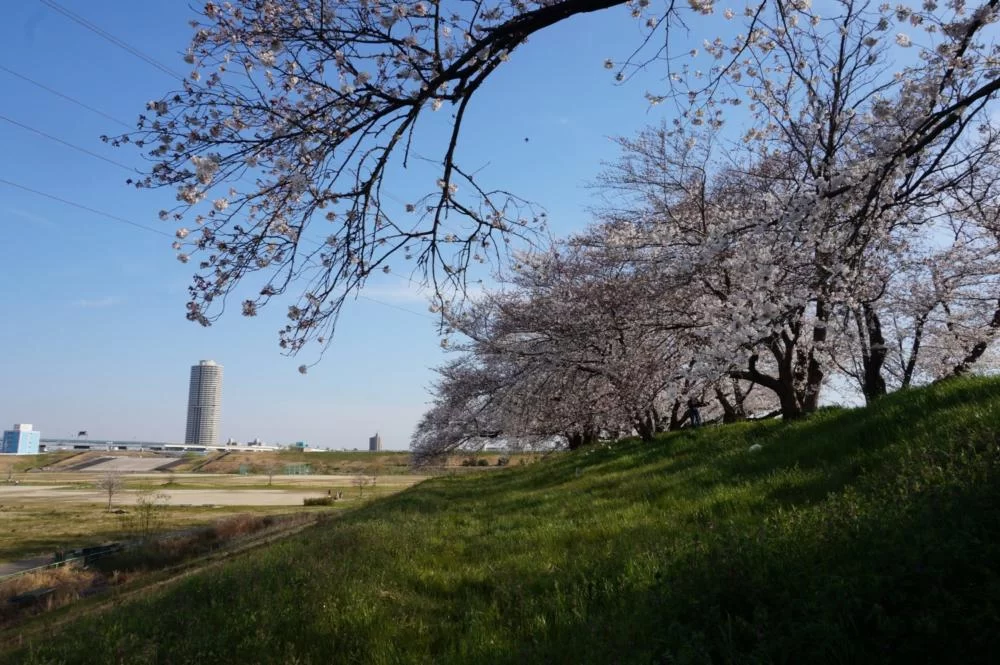 【桜】名古屋市西区の『蛇池公園』へ行ってきました|Ordinary Life 【桜】名古屋市西区の『蛇池公園』へ行ってきました|Ordinary Life