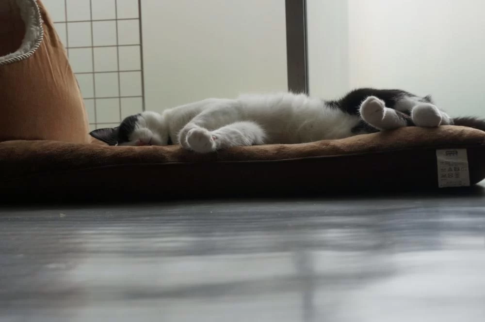 せっかく日記を公開してるんだから、いろんな方に見てほしい。だから・・・の効果