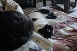飼い主は、大きな猫！！