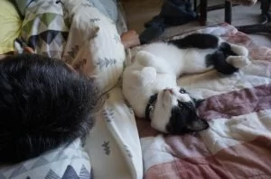 猫が嘔吐を始めても・・・・。