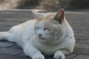 猫ハウスが荒らされる！！