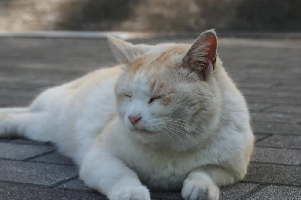 せっかく日記を公開してるんだから、いろんな方に見てほしい。だから・・・の効果|Ordinary Life