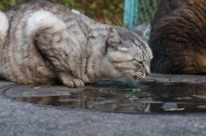 ココが口を「クチャクチャ」してるのが気になるけど何だろう・・