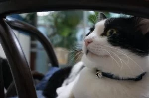 モモはどうやら”依存猫”らしい・・・・