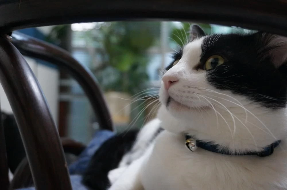 モモはどうやら”依存猫”らしい・・・・