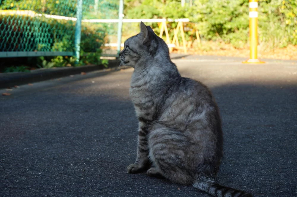 鳴けばうるさいっていうし、鳴かないと心配するし・・・いったいどうすれば？？
