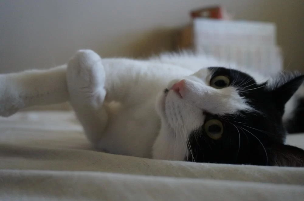 猫にぶどう