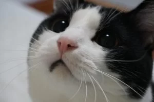 まさに我が家は、『　猫様の下僕になってる　』