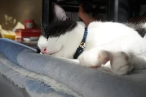 贅沢な猫