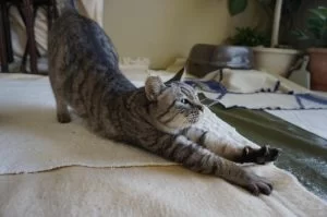 出てくるようになったココ、モモとのご挨拶など