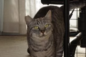 ココ　ちょっと穏やかな顔になってきた・・・かな？？