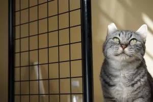 ココちゃん、一緒に住んでみてわかった。 ココちゃん、一緒に住んでみてわかった。