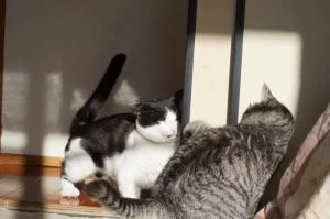 モモとココの共存はまだまだ遠い！？