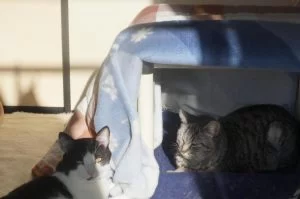 おうちの中だってあったかく過ごしたい、ねこたつ(猫こたつ)の作り方。 おうちの中だってあったかく過ごしたい、ねこたつ(猫こたつ)の作り方。