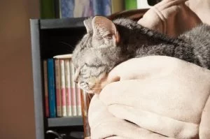 ココ用”ねこたつ”、リビングに持ってきました ココ用”ねこたつ”、リビングに持ってきました