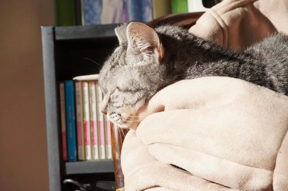 ココ用”ねこたつ”、リビングに持ってきました
