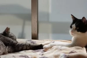ココは虎視眈々と狙う膝の上😼