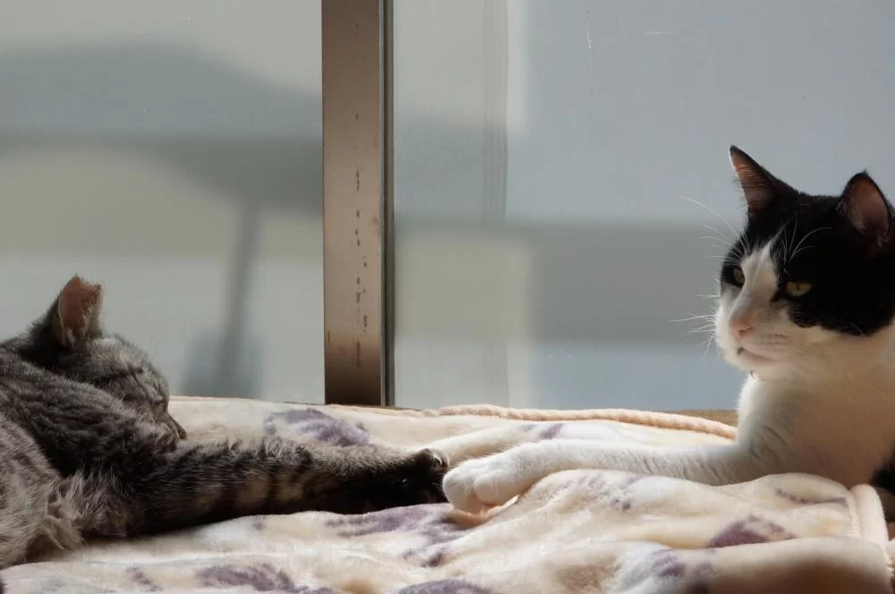 ココは虎視眈々と狙う膝の上😼