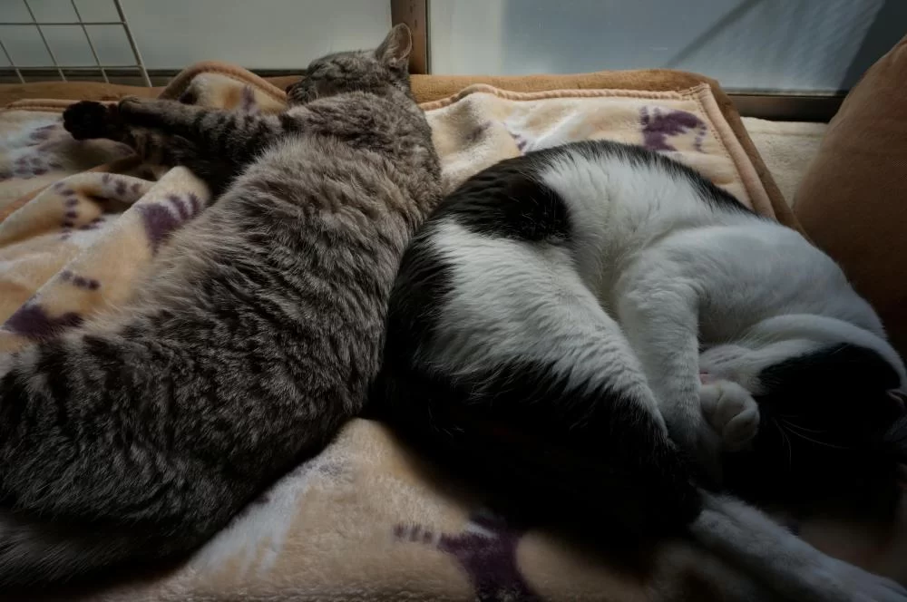 ココは虎視眈々と狙う膝の上😼|Ordinary Life